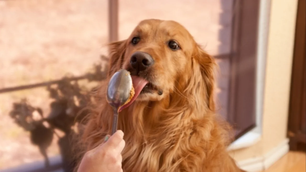 Perros comen mantequilla de maní.